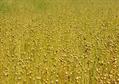 Linum Usitatissimum